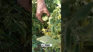 Tomato growth stages shorts [upl. by Norad]