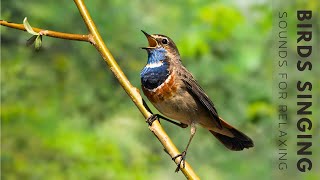 Beautiful Birdsong  Relaxing Birds Singing Best Bird Songs for Mind Healing Meditation Sleep [upl. by Lemuela]