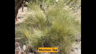 Wild Plants in the Garden  Mormon Tea Ephedra viridis amp others [upl. by Ettegroeg86]