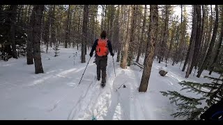 Nordic Bushwhackery Tennessee Pass area Colorado [upl. by Laeynad]