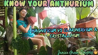 Identifying ANTHURIUM Magnificum Clarinervium and Crystallinum [upl. by Orlov161]