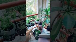 Herbal Tea Garden Plants Farming Agriculture Epic Epicgardening Nature Naturelovers Health [upl. by Orofselet]