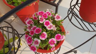 How to Grow and Care Dianthus Plant  Beautiful Winter Flowers  Dianthus [upl. by Fruin]