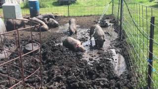 PIGS PLAYING IN THE MUD [upl. by Helm]