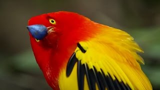 The Bowerbirds Grand Performance  Life Story  BBC Earth [upl. by Llerrej]