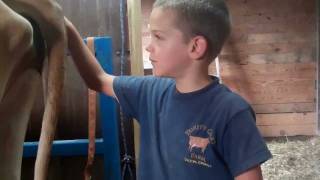 Milking a family cow at Trinity Oaks Farm pt 2 [upl. by Thain71]