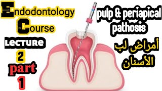 Endodontology lecture2pulp and periapical pathosispart 1 علاج الجذورالمحاضرة2 الجزء 1 [upl. by Asilef]