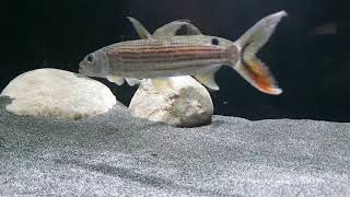 New fish Vittatus African Tiguer Fish Hydrocynus Vittatus [upl. by Carboni470]