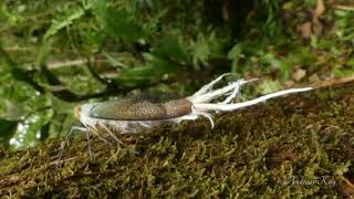 Reticulated Planthopper with wax tail Pterodictya reticularis [upl. by Olifoet]