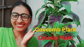 ਮੁਰਗਾ ਕਲਗੀ ਬੂਟੇ ਦੀ ਦੇਖਭਾਲ  Celosia Plant Care  Coxcomb Flower Tips  OrganicGardening1918 [upl. by Ayres]