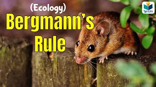 Bergmanns Rule  CSIR NET ECOLOGY [upl. by Koziarz215]