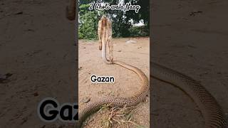 NagRaja Pahle kabhi nahi dekha hoga Aaisa Naag snakevideo snake forest viralvideos shorts [upl. by Ashatan]