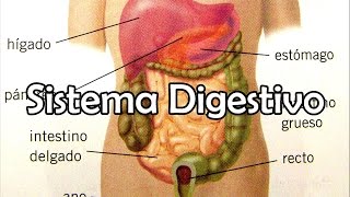 El Sistema Digestivo [upl. by Iot]