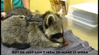 Raccoon Eating a Grape  Exotic Pet Vet Unedited and Uncut [upl. by Aineval]