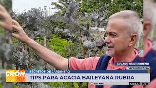 Consejos para Acacia Baileyana Rubra en Secretos de Jardinero [upl. by Aikahc]