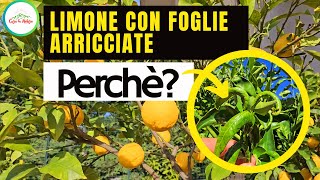 Perchè Si ARRICCIANO LE FOGLIE DEL LIMONE ECCO LE PRINCIPALI CAUSE [upl. by Lait]