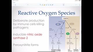 Reactive Oxygen Species Overview [upl. by Grace]