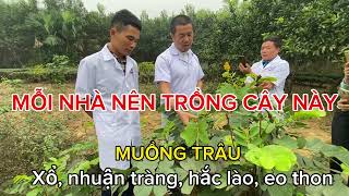 Mỗi nhà nên trồng cây Muồng trâu bởi công dụng rất hay [upl. by Aniehs]