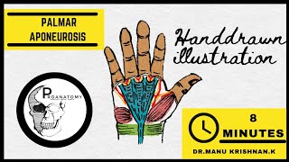 Anatomy  PALMAR APONEUROSIS  Dupuytrens contracture [upl. by Ivgnout]