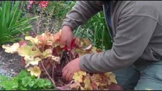 Taming Leggy Heucheras [upl. by Nirraj]