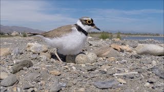 Chorlitejo chico Charadrius dubius Little Ringed Plover [upl. by Vasily]