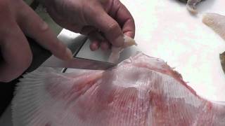 Passionate About Fish  How to Skin amp Fillet Ray  Skate Wings [upl. by Prudence596]