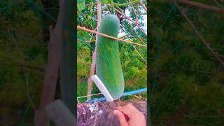 Cucurbit fruit harvest on tree 🥒 food shorts trendyfood [upl. by Yenttirb]