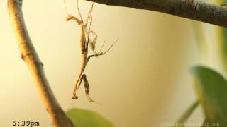 Praying Mantis Molting 720p [upl. by Bridgette490]