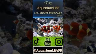 new Premnas aquarium fish reef reeftank ytshorts yt youtubeshorts news clip tiktok fyp [upl. by Rubie]