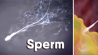 What Is SpermWhat is sperm made of medical animation sperm fertilization [upl. by Notle973]