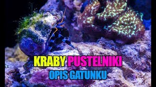 71 Krab pustelnik  Calcinus elegans Paguristes cadenati  Akwarium morskie  Reef aquarium [upl. by Nabal]