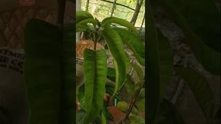 R2E2 Mango best online plants delivery8272926495 [upl. by Melc951]