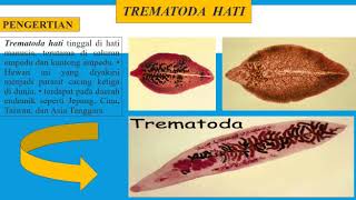 Trematoda Hati  Karlina [upl. by Bamberger]