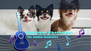 🎵Chihuahua Cha Cha Cha by The Golden Orchestra [upl. by Ahsha]