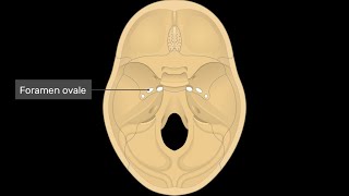 Mnemonics to remember structures that pass through foramen Ovale [upl. by Dolph]