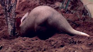 Aardvarks at the Bronx Zoo [upl. by Alessandra]