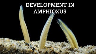 Early Development of Amphixous Part 2 [upl. by Nennahs]