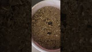 moringa tree seeds short video [upl. by Inalial]