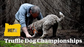 Dogs compete in Eugene to be the truffle hunting champ [upl. by Consuela422]