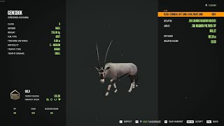 Gemsbok  5Gold  theHunter Call of the Wild 2023 12 16 [upl. by Halford180]