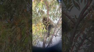 PORCUPINE EATING IN TREE [upl. by Laurin]