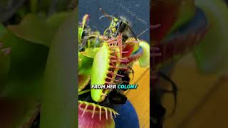 Queen Wasp vs Venus Flytrap [upl. by Yna57]