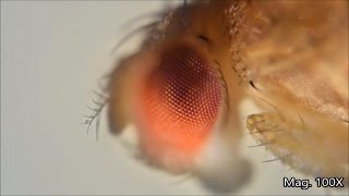 Fruit fly and its lifecycle under the microscope [upl. by Negiam]