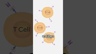 What is CART Cell Therapy [upl. by Lillie480]