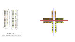 Formación de tetravalentes por translocación cromosómica [upl. by Lane]
