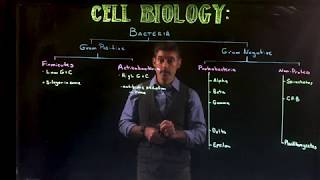 Bacterial Classification Overview [upl. by Sinnaiy]