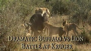 Dramatic Buffalo vs Lion Battle in Kruger  Kings Camp [upl. by Soigroeg892]