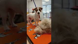 Ralph Before amp After Parson Russell Terrier 💚 doggroominglife handstrip parsonrussellterrier [upl. by Aikkin]