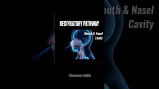 Respiratory Pathway in Human body 🗣️   shoerts pharmacy [upl. by Kammerer914]