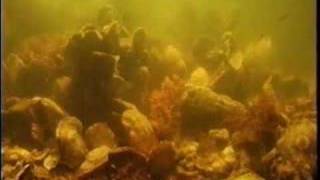 Timelapse Oysters Filtering Water [upl. by Ruscio]